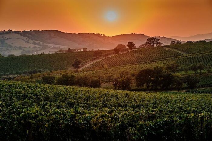 Il Consorzio Morellino di Scansano protagonista di Wine Paris & Vinexpo: 25 etichette in mostra – Fornelli d’Italia